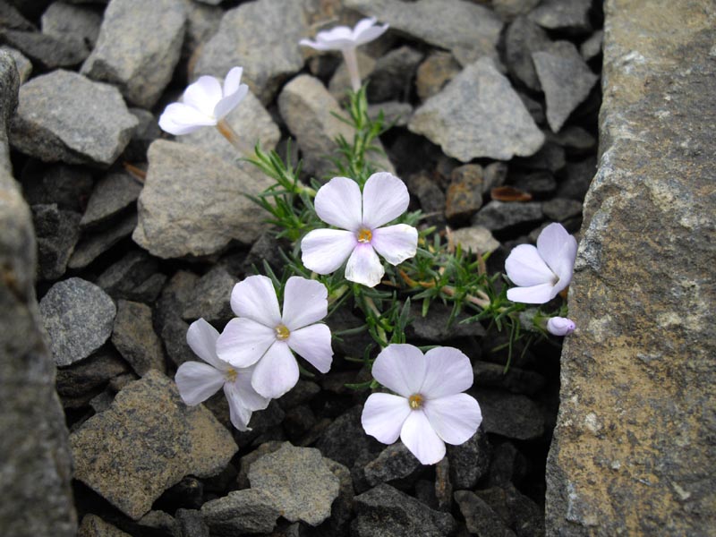 Phlox diffusa photo